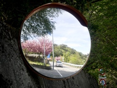 六甲山の八重桜