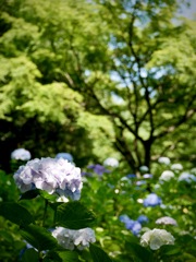 紫陽花の咲く公園５