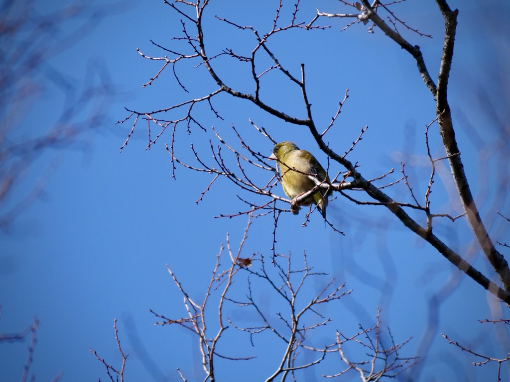 近くの公園で初めてカワラヒワを発見