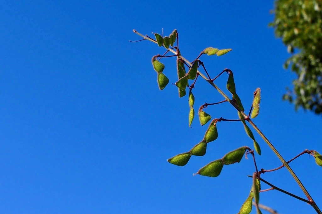 枝豆みたい(^o^)