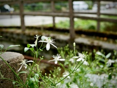 城崎にて・・白い花の咲く小道