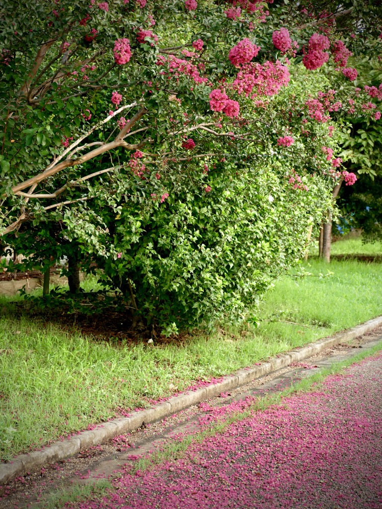 夏の花　落花盛ん