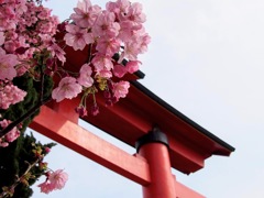 春の花６