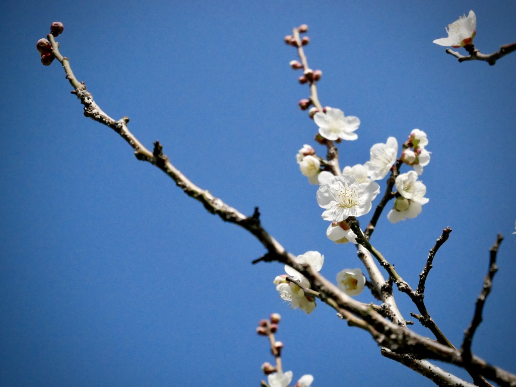 小田南公園の梅