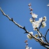 小田南公園の梅