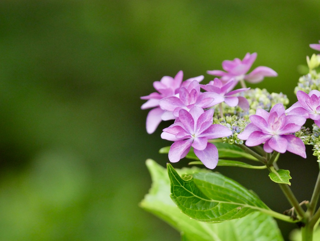 紫陽花