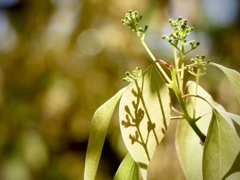 春のシルエット