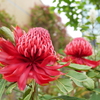 難しい名前の花