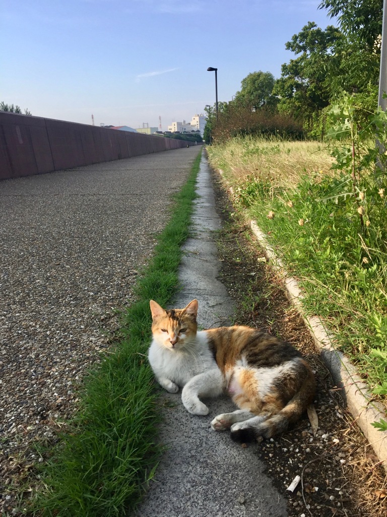 尼崎　猫のいる風景９