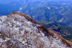 頂上だけの霧氷