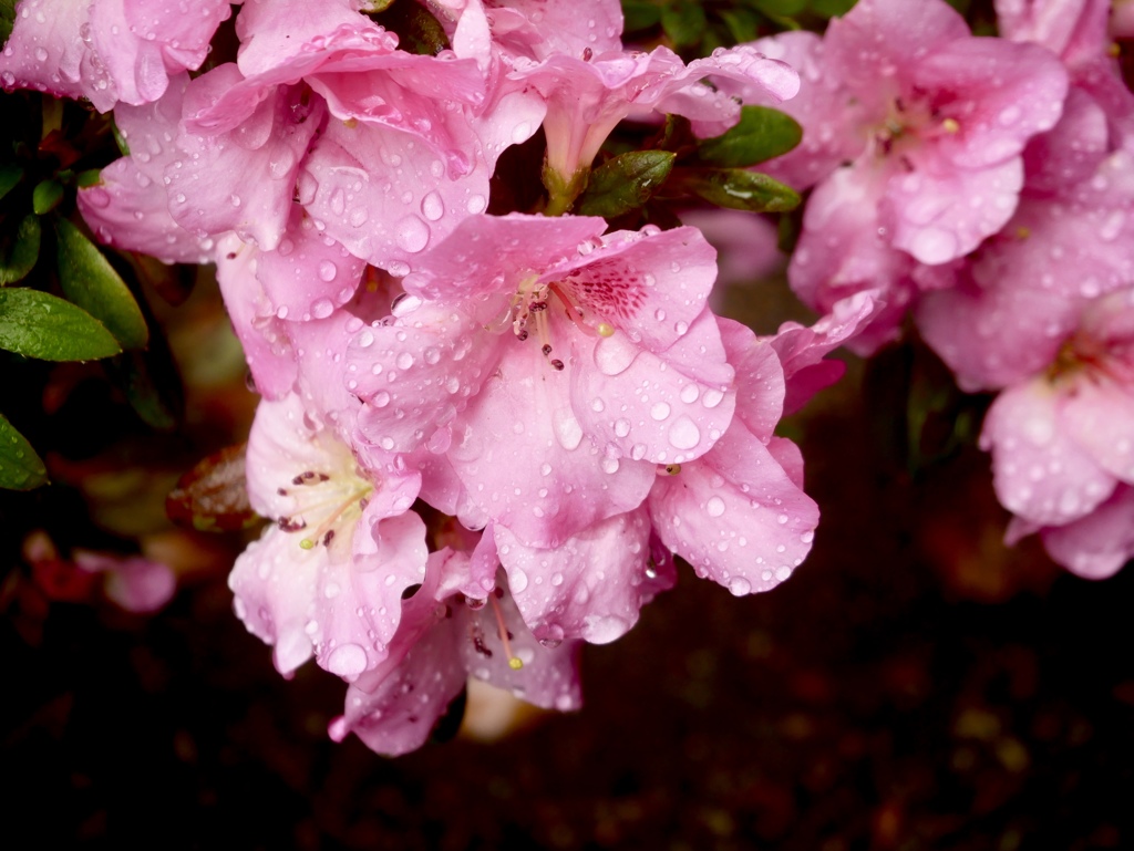 雨上がりの尼崎えびす神社４