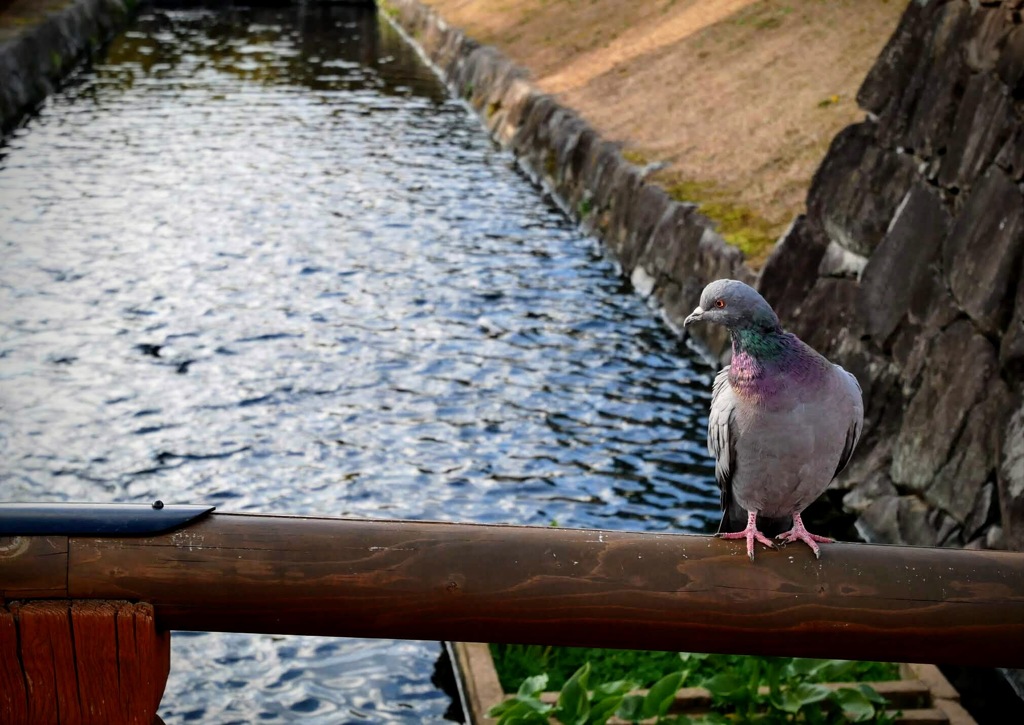 睨む鳩