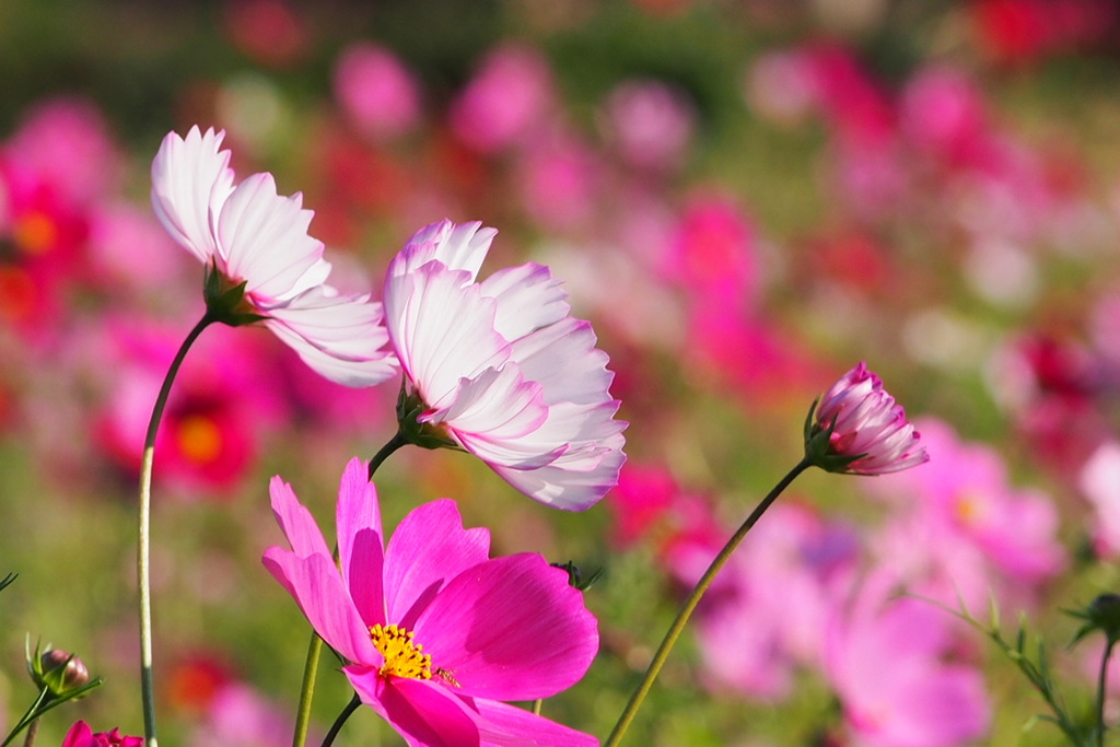 武庫川のコスモス９