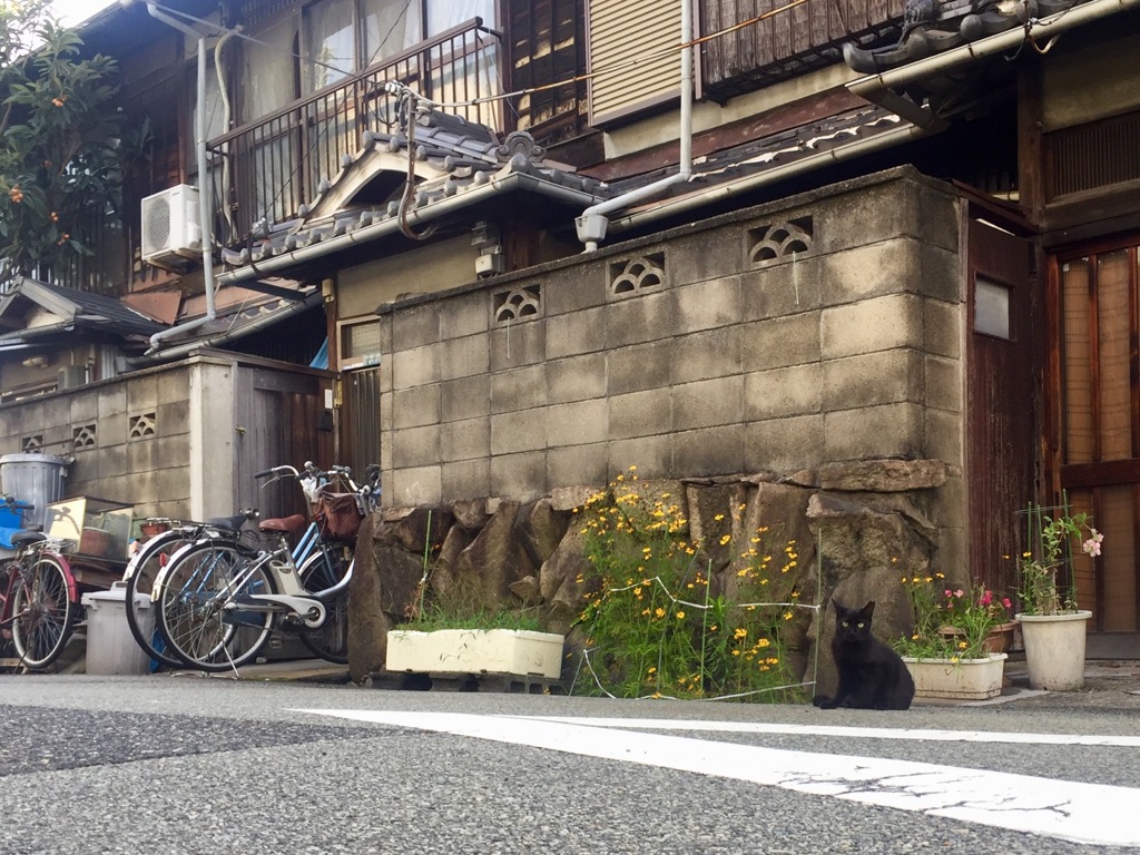 尼崎 猫のいる風景