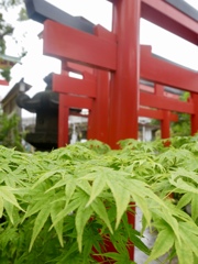 雨上がりの尼崎えびす神社