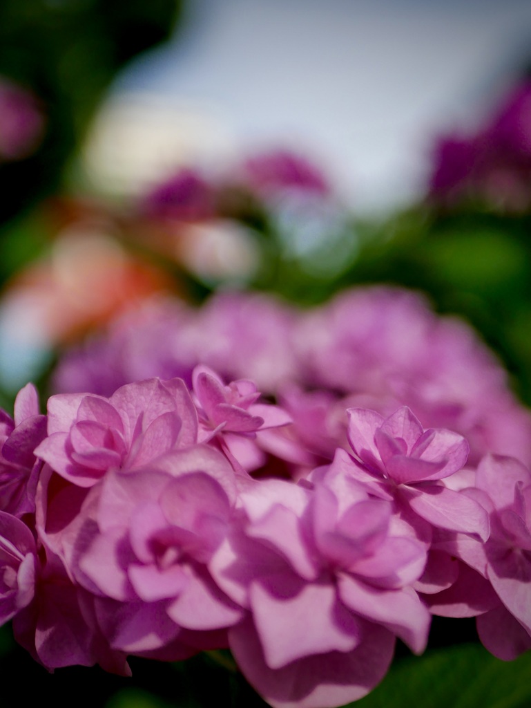 紫陽花