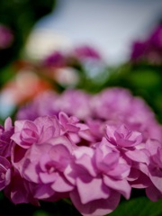紫陽花