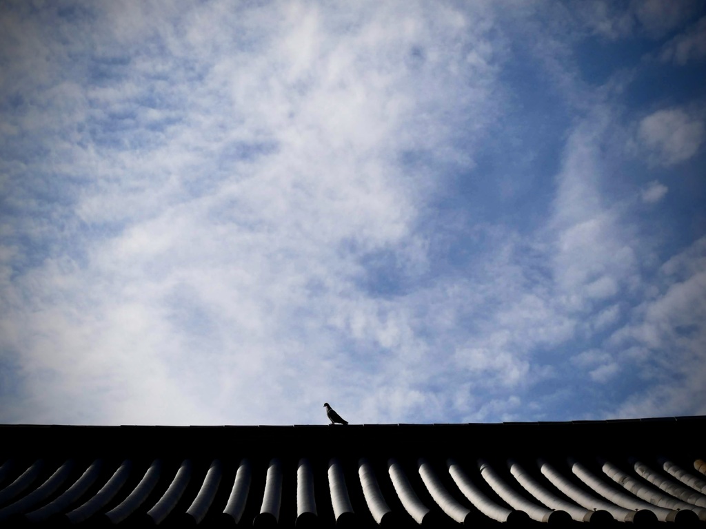 鳩
