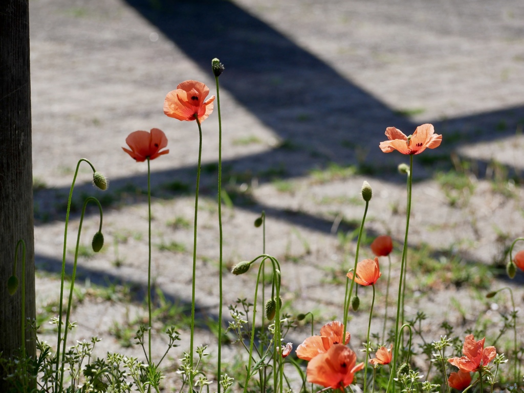 ナガミヒナゲシ３