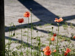 ナガミヒナゲシ３