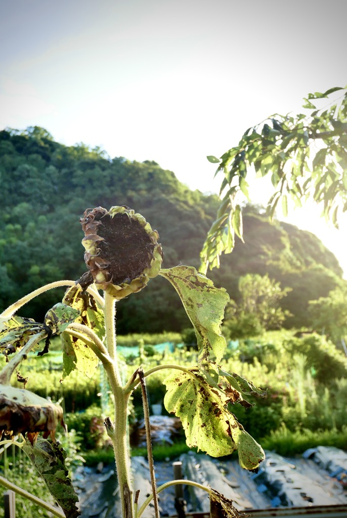 城崎にて・・夏の終わり