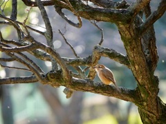 尼崎南部の百舌鳥