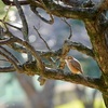 尼崎南部の百舌鳥