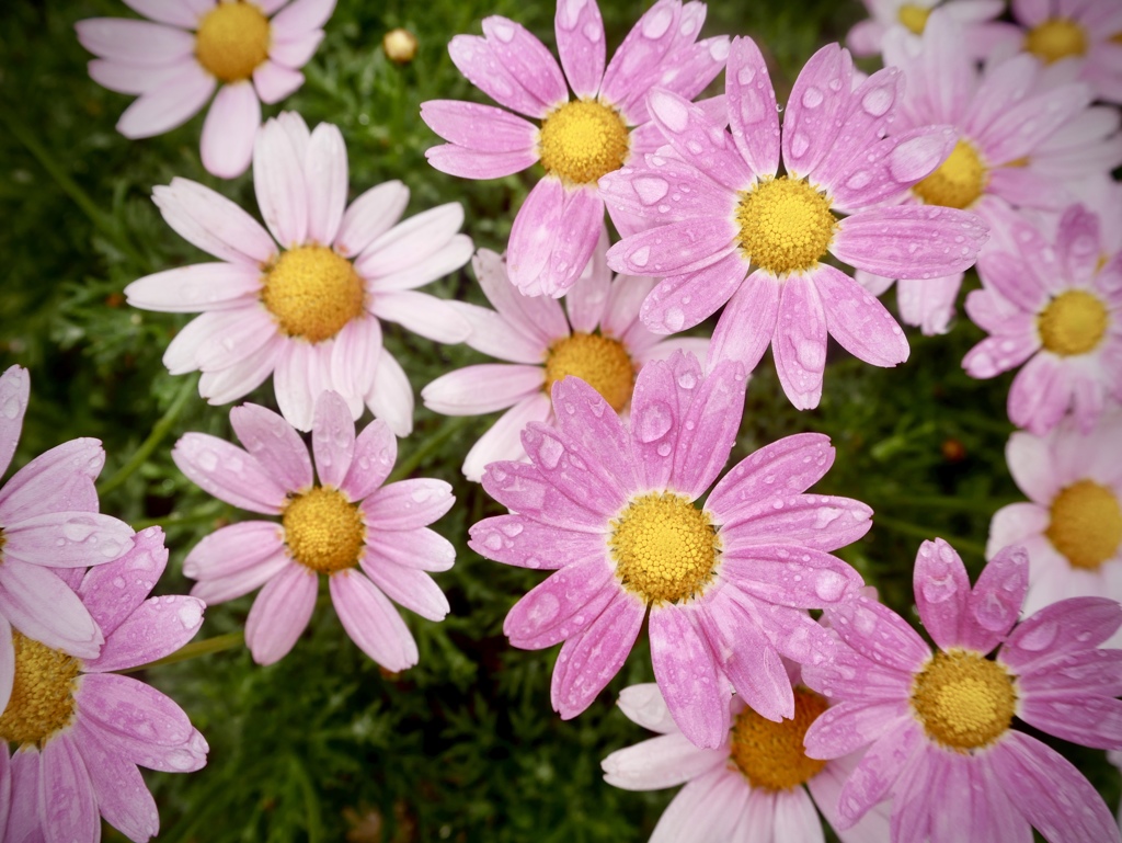 雨上がりの尼崎えびす神社１０