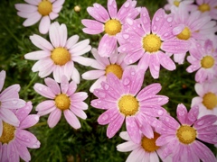 雨上がりの尼崎えびす神社１０