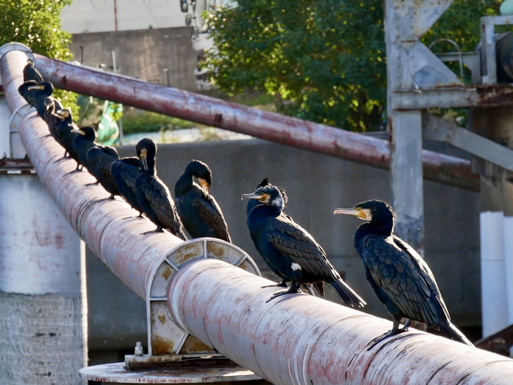 う・う・う・う・鵜