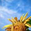 梅雨明けの朝　ひまわり２