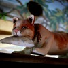 浮世小路の猫