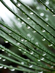 大雨の日