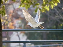 あ、飛んじゃった