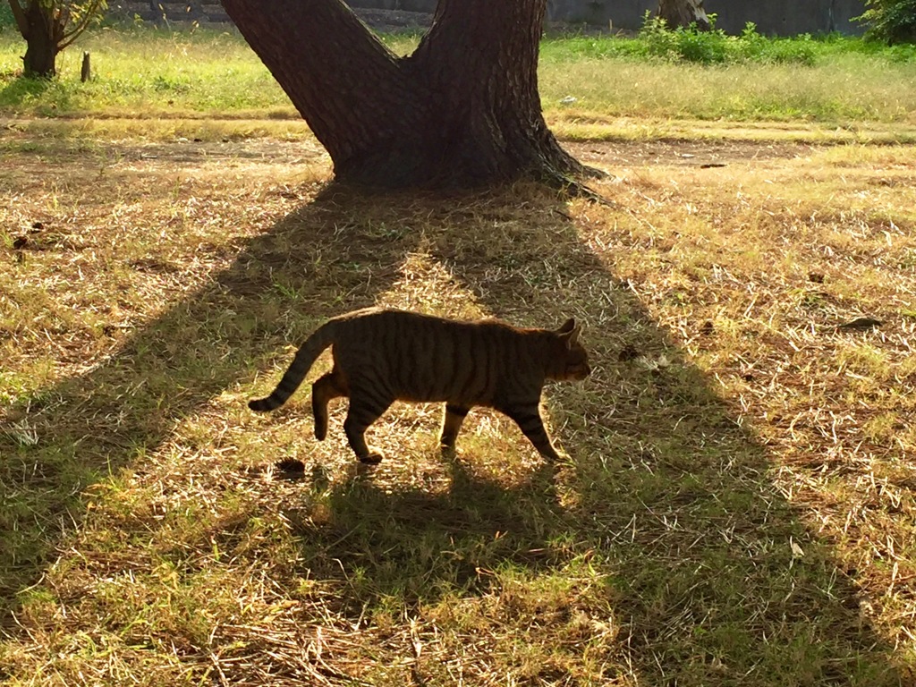 尼崎　猫のいる風景８