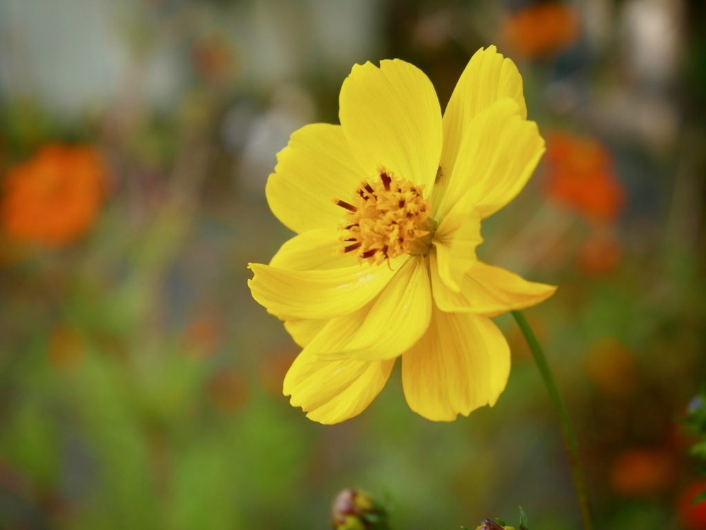 寒さに耐えて、まだ咲いてます２