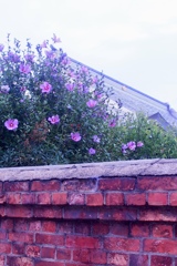 レンガ塀と芙蓉の花