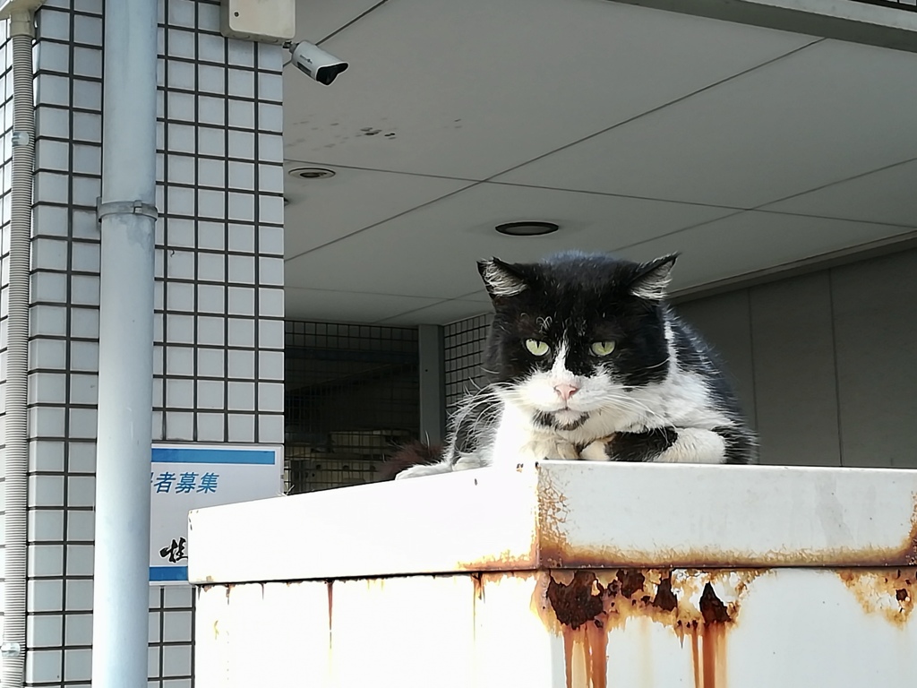 尼崎　猫のいる風景６