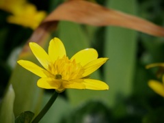 春の花２
