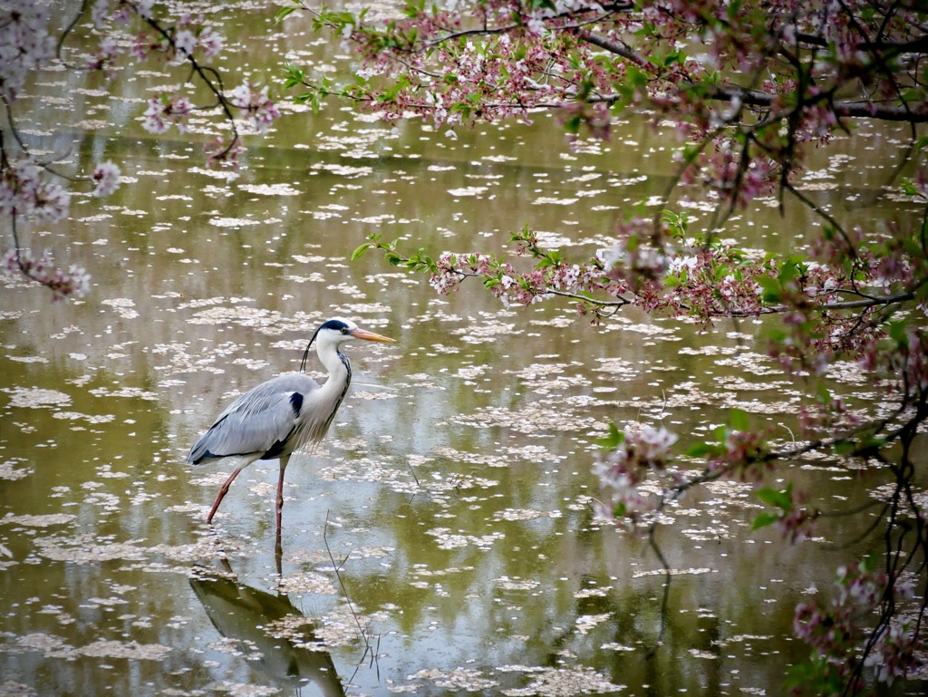 桜散る頃