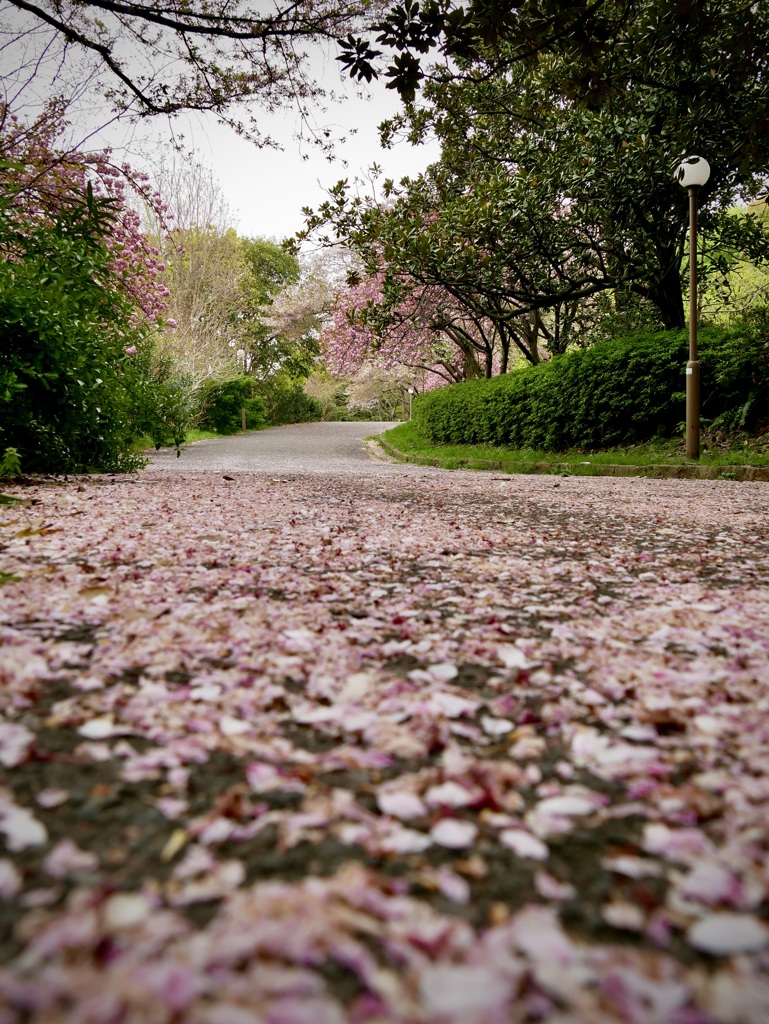桜の散る頃に