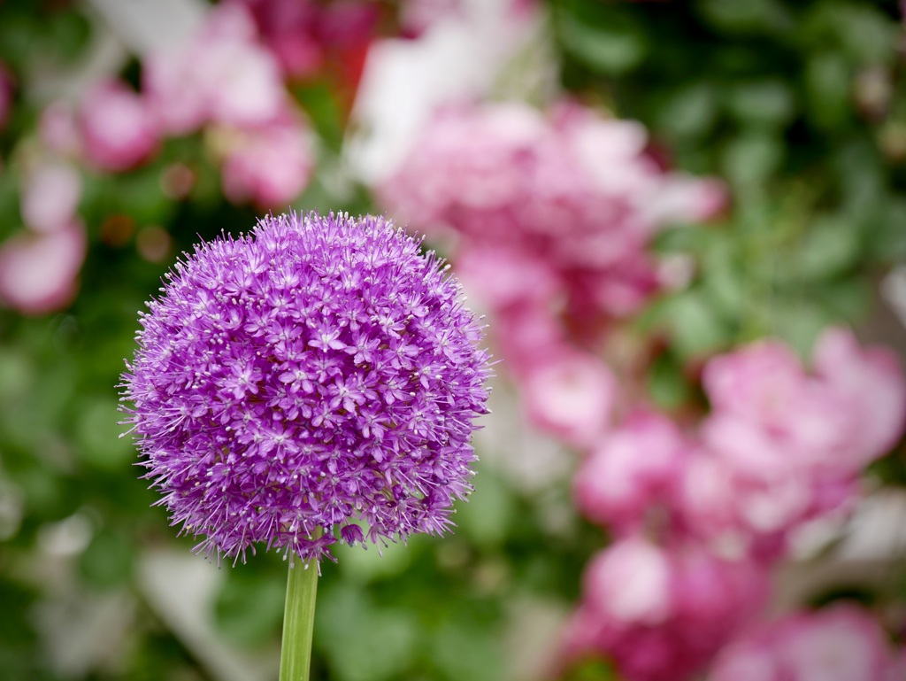 長居植物園にて７