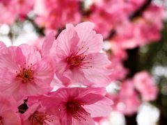 春の花5
