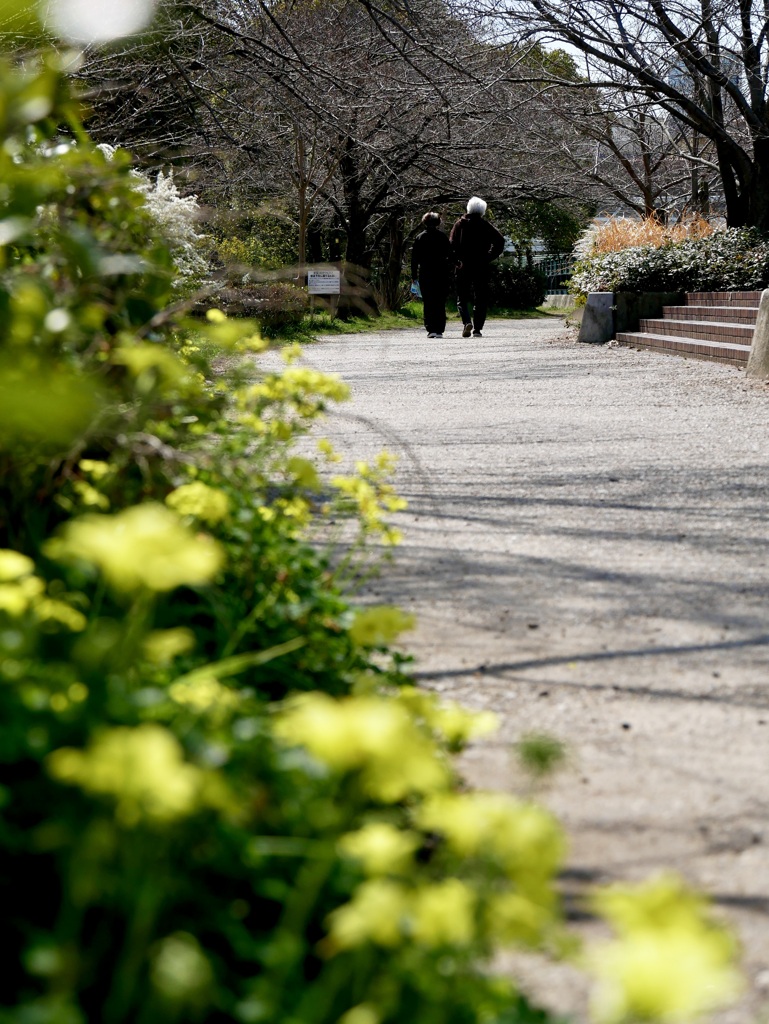 開花前の散歩