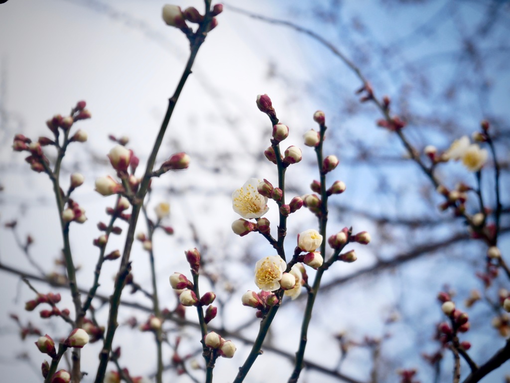梅の花が咲き出した