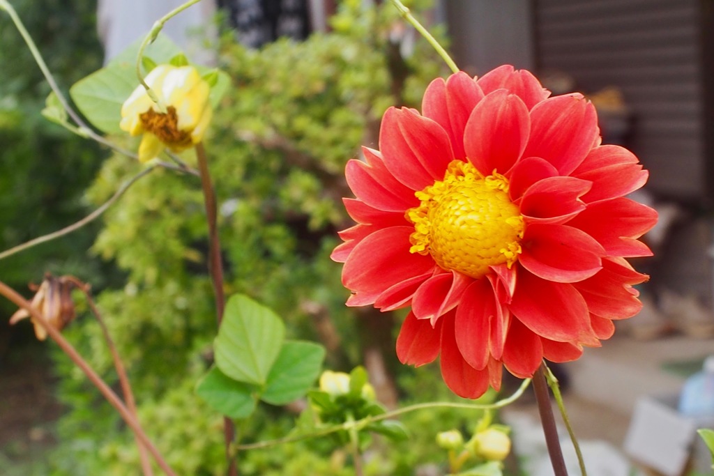 嘉例川駅の花１