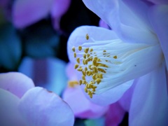 花芯