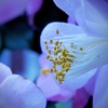花芯