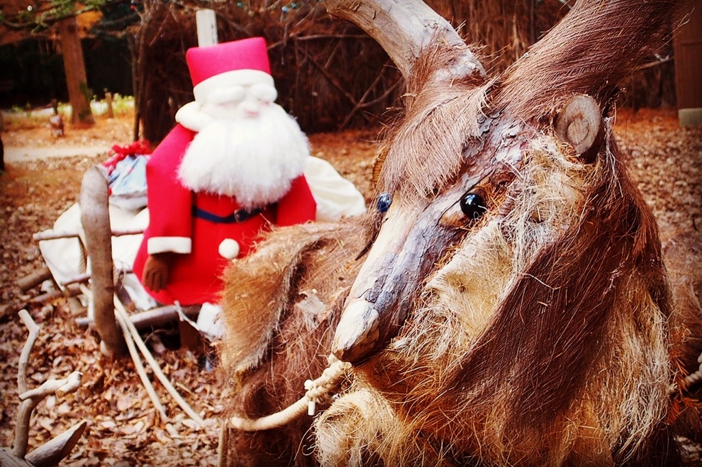 森林植物園のクリスマス