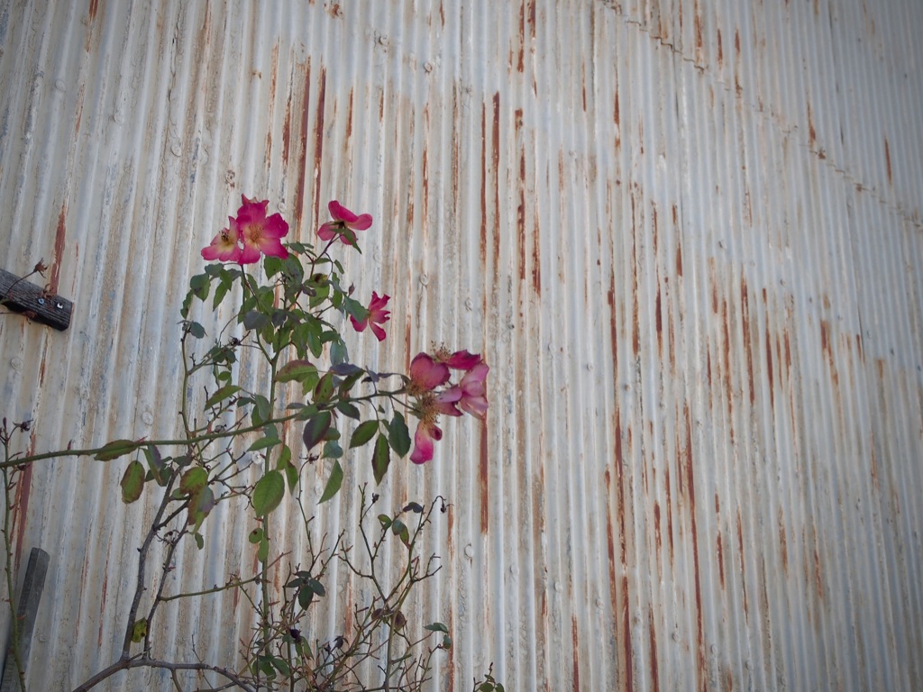 路傍の花